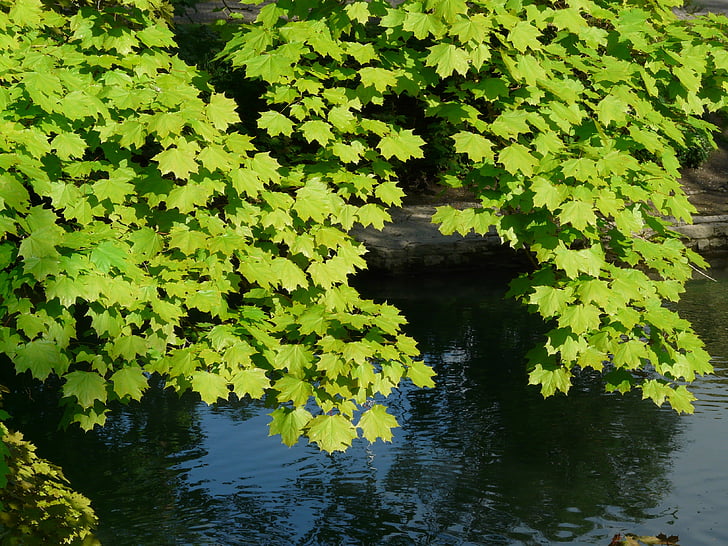 acero, foglie di acero, foglia, albero, verde, luce, acero di Norvegia