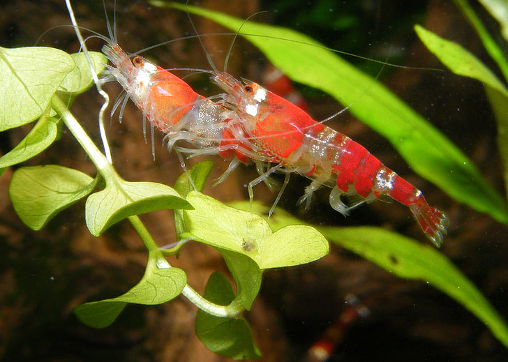 shrimp, red, aquarium, freshwater, underwater, animals