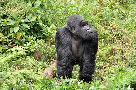 gorillas, silverback, ape, monkey, rwanda