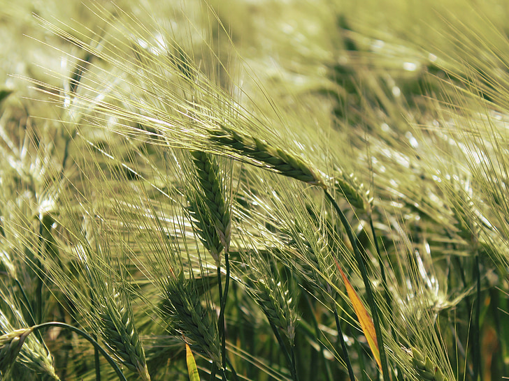 cornfield, field, cereals, grain, agriculture, nature, summer