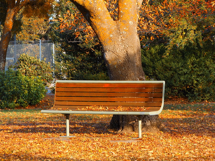 otoño, Banco de Parque, Victoria, Australia, relajarse, árbol, soleado