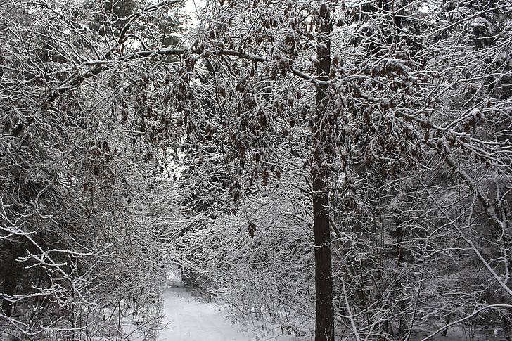 sneeuw, boom, hout, buiten, bos, wit, blauw
