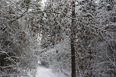 sníh, strom, dřevo, venkovní, Les, bílá, modrá