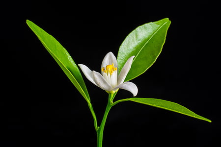 flor de laranjeira, pequena flor, Branco, amarelo, natureza, planta, flor