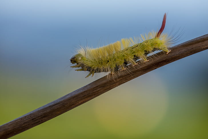 macro, Caterpillar, natureza, inseto, close-up, animal