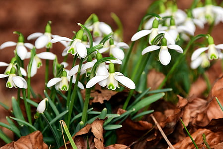snowdrop, flowers, white, small, spring, spring flowers, early flowering