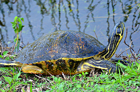 Kaplumbağa, Everglades Ulusal Parkı, Florida, Kaplumbağa, Everglades, yaban hayatı, hayvan