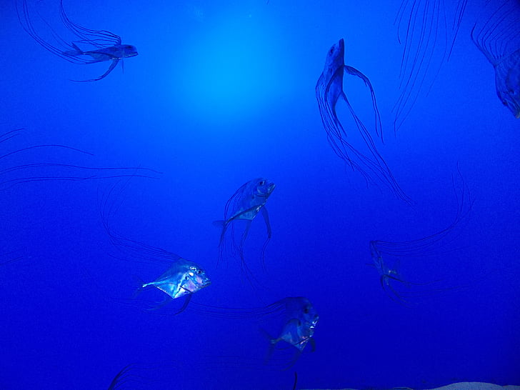 akwarium, ryby, niebieski, podwodne, morze, meduzy, nurkowanie