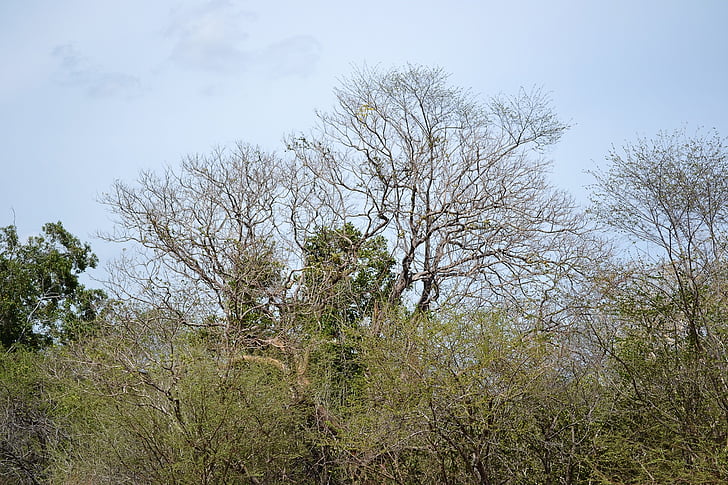sušené stromy, suché, obloha, Les, Srí lanka, mawanella, Ceylon
