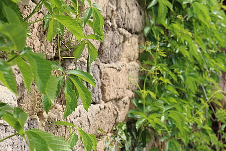 τούβλο, πράσινο, φύλλο, παλιά, φυτά, ρουστίκ, τοίχου