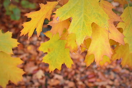 efterår, sæson, efterårsfarver, ark, natur, efterår blade, blade