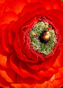 flor, Ranunculus, vermell, macro, natura, pètal, close-up