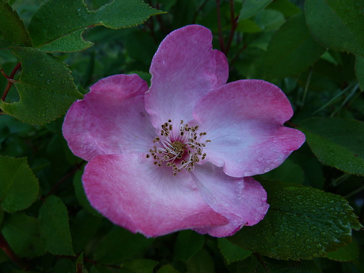 blommor, Rosa, makro, bicolor rosa blomma, kronblad, trädgård, blommade