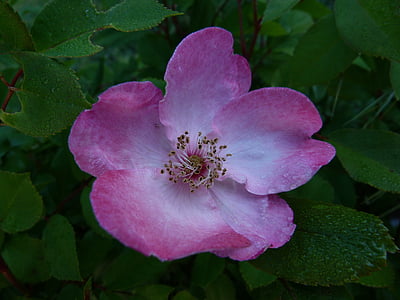 flores, rosa, macro, flor rosa bicolor, pétalos de, jardín, florecido