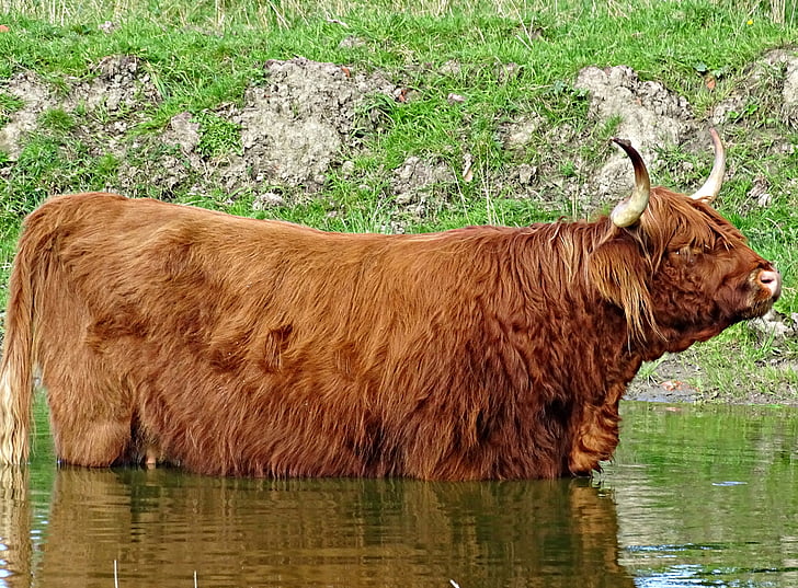 cow, scottish highlanders, water, more, brown, cattle