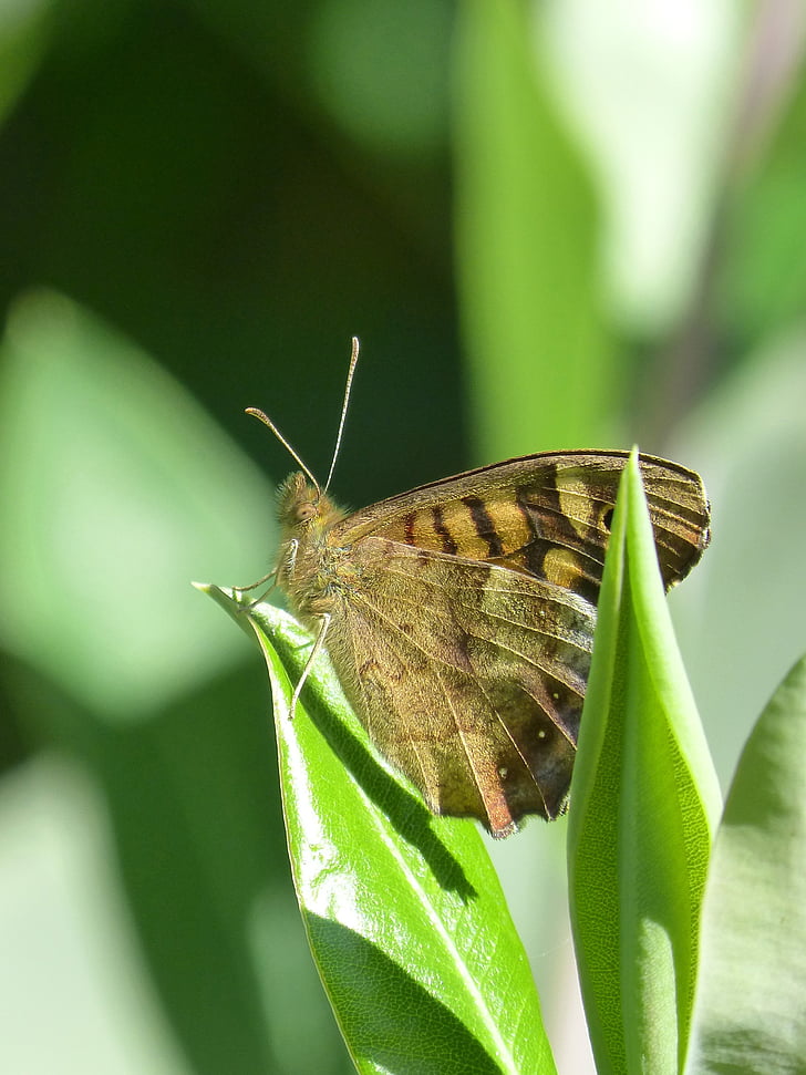sommerfugl, Pararge aegeria, Bruna bosc, maculada, orange sommerfugl, insekt, natur