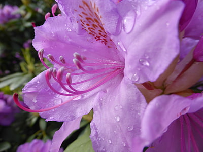 rhododendron, blossom, bloom, flower, plant, blossoms, purple