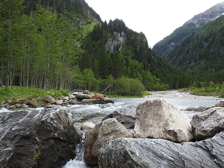 Avusturya, dağlar, çayır, Orman, doğa, manzara, Salzburg