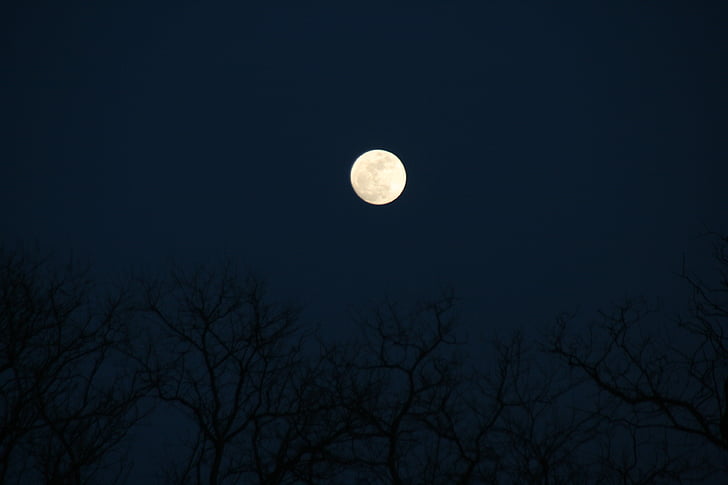 full moon, tree, night