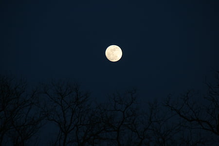 pilns mēness, koks, naktī