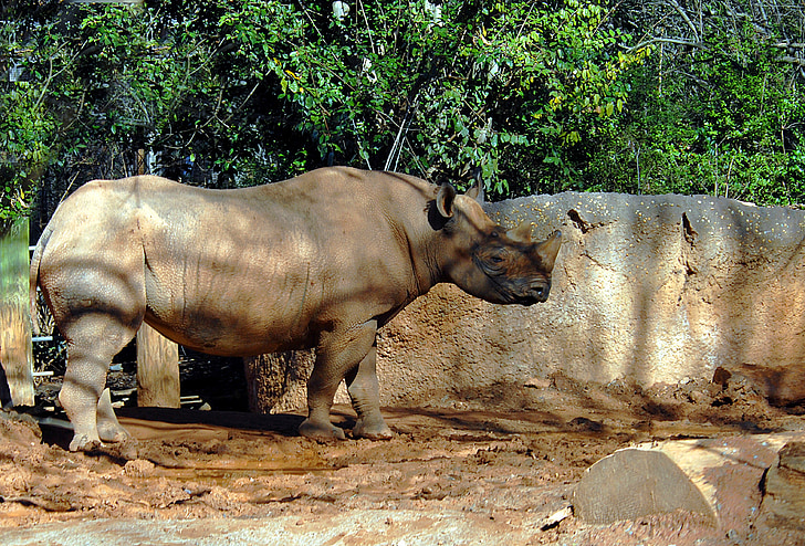 Rhino, prosto živeče živali, živali, rezerve, nosorog, sesalec, rog