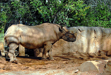 Rhino, volně žijící zvířata, zvíře, rezervovat, nosorožce, savec, Horn