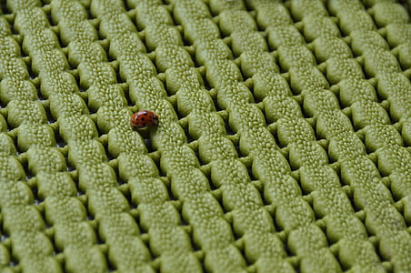 Mariquita, verd, coixí, close-up, insecte, vermell