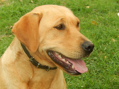 cão, Labrador, Canidae, animal, animais de estimação, grama, recuperador