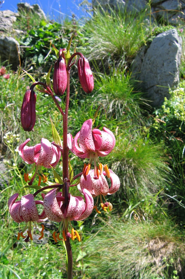 Turk cap lily, martagon lily, Lily, blomst, Blossom, blomst, Sommer