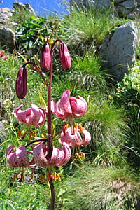turk's cap lily, martagon lily, Lily, blomst, Blossom, Bloom, sommer