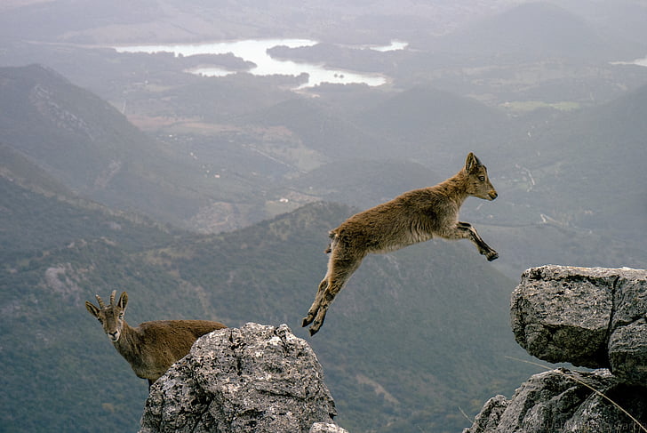 山のヤギ, ジャンプ, 跳躍, 野生動物, 自然, 岩, ピーク