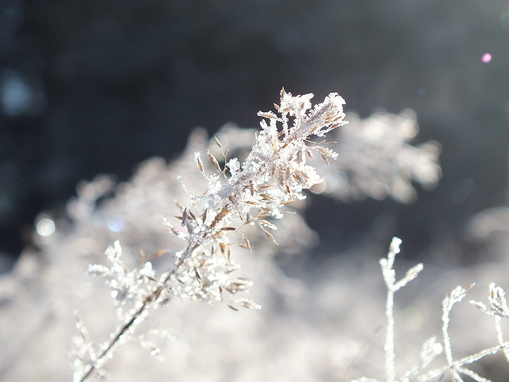 winter, frost, ice
