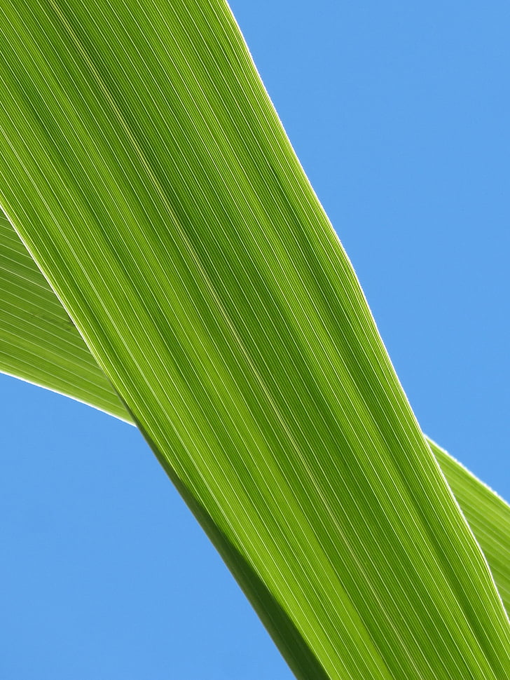 leaf, american cane, plant texture, sky, lines, plant geometry, green color