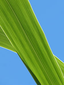 hoja, caña americana, textura de la planta, cielo, líneas de, geometría de planta, color verde