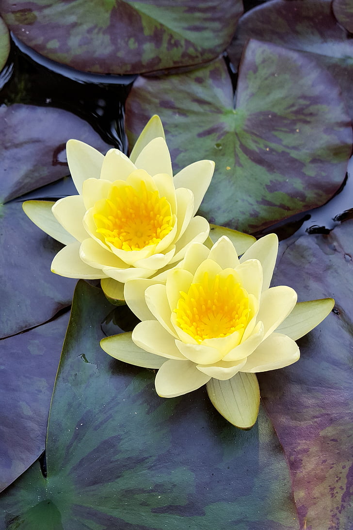 lily, water, pond, flower, water flower, flora, water Lily