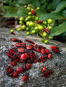 beetles, insects, event, smith wingless, macro, red, green