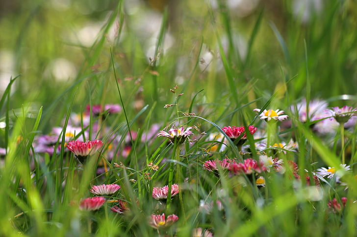 bunga, rumput, padang rumput, Close-up