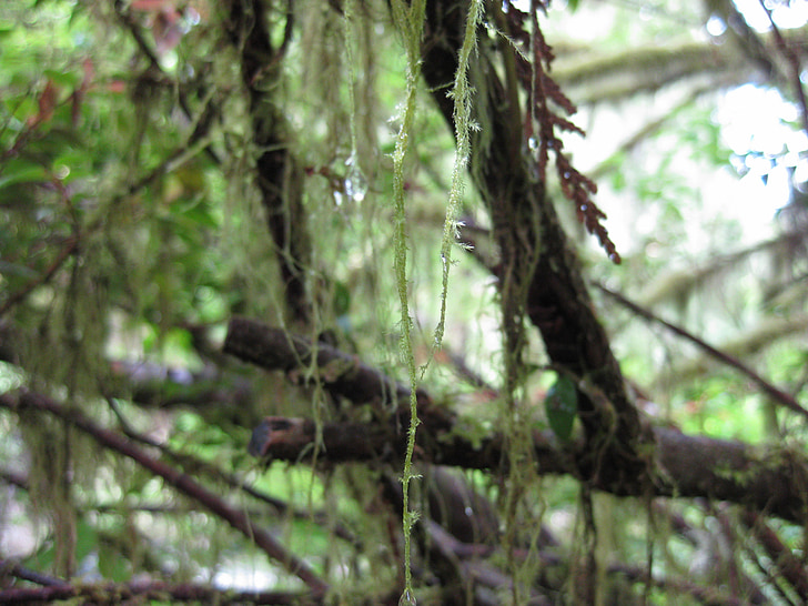 Moss, stromy, pobočka, lišajník, vetvička, drevo, Príroda