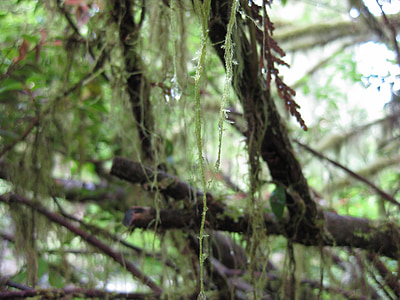 moss, trees, branch, lichen, twig, wood, nature