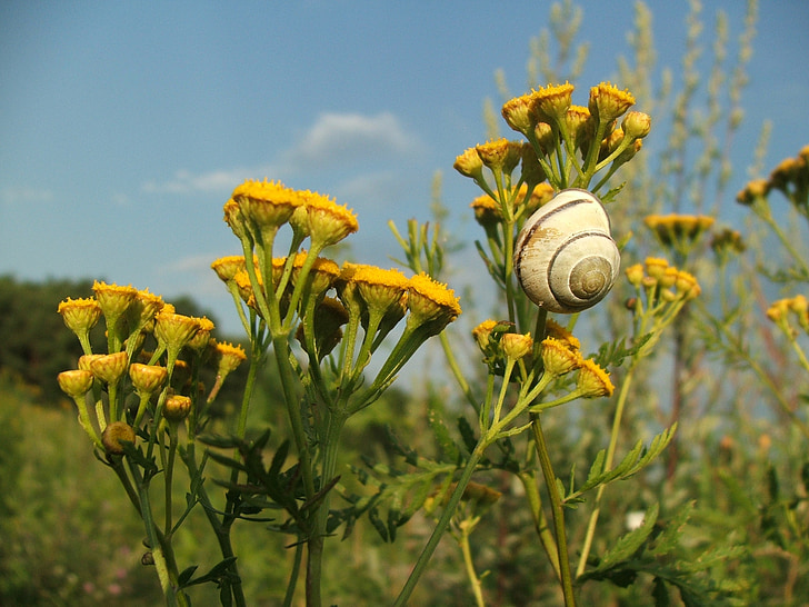 snail, flowers, summer, meadow, polyana, sunny, flower