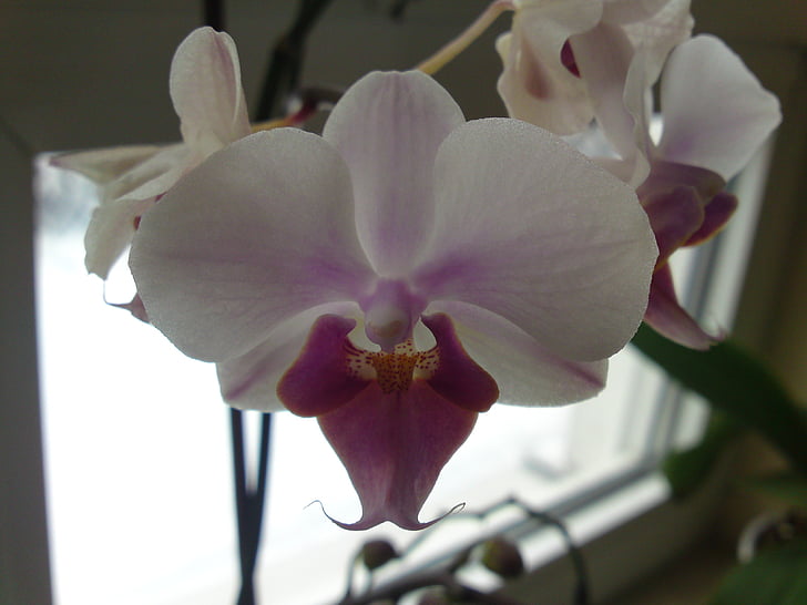 orquídia, planta, flors, natura, flor, pètal, close-up