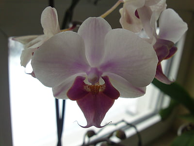 Orchidee, Anlage, Blumen, Natur, Blume, Blütenblatt, schließen