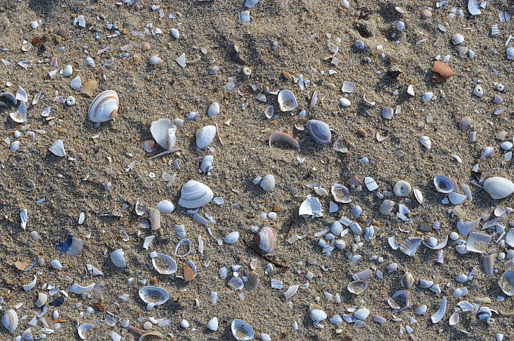 beach, shells, shell, sand, nature, background, shelling