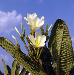 plumeria, frangipani, flower, white, blue sky, india