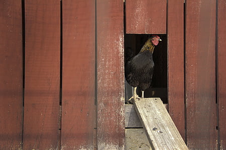 chicken, hen, coop, poultry, rural, farm, agriculture