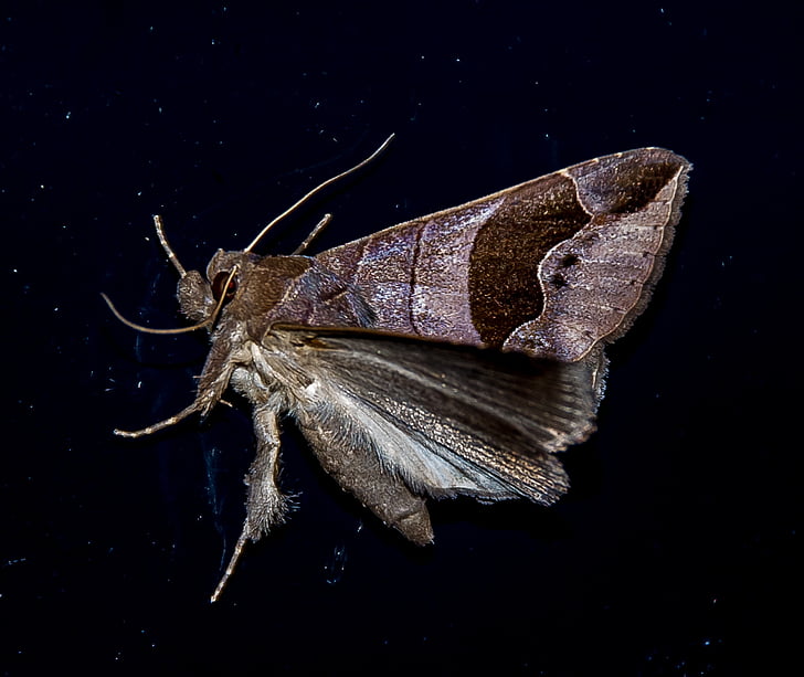Moth, stora, insekt, brun, mönster, vilda, Wing