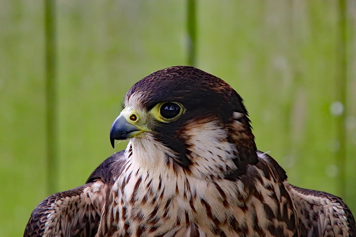 Peregrine falcon, Falcon, schnelle Vogel, Vogel, Peregrine, Predator, Raptor