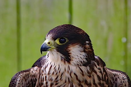 peregrine falcon, falcon, fast bird, bird, peregrine, predator, raptor