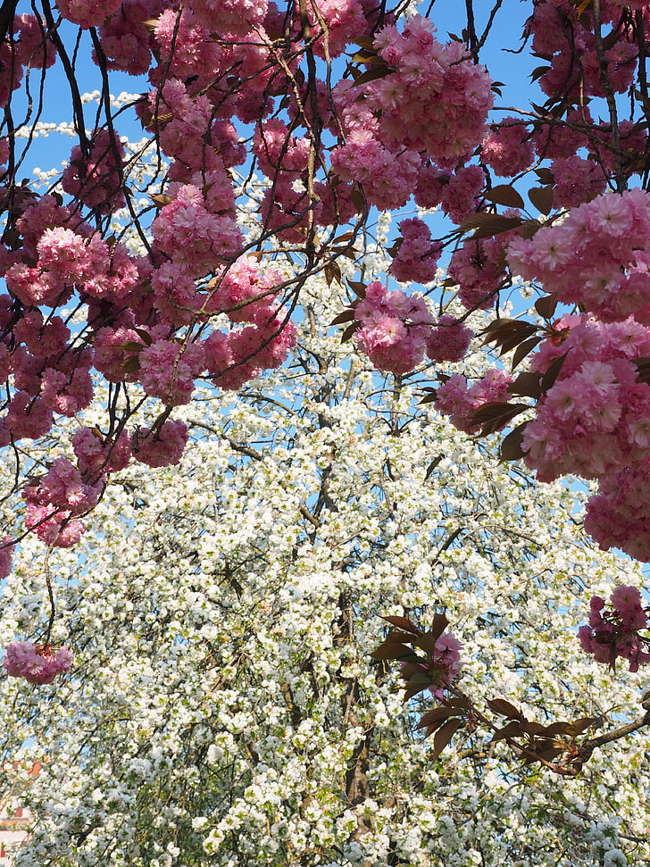 kirsebærtre blomstrer, japanske cherry, lukt, Blossom, blomst, japansk blomstrende kirsebær, dekorativ kirsebær