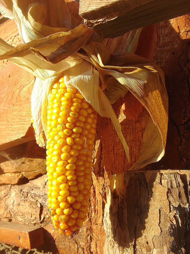 corn, ear, sun, harvest, yellow, decoration